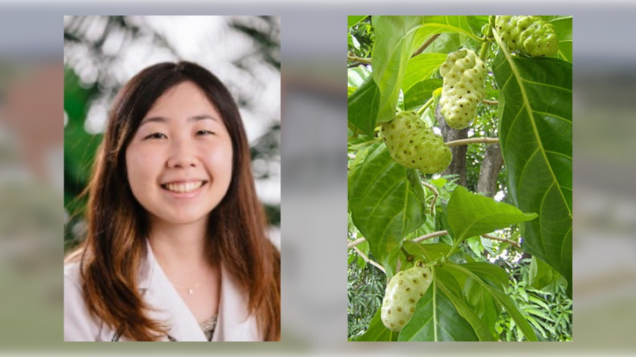 From left: Ashley Fukuchi, Noni fruit and leaves (Morinda citrifolia)