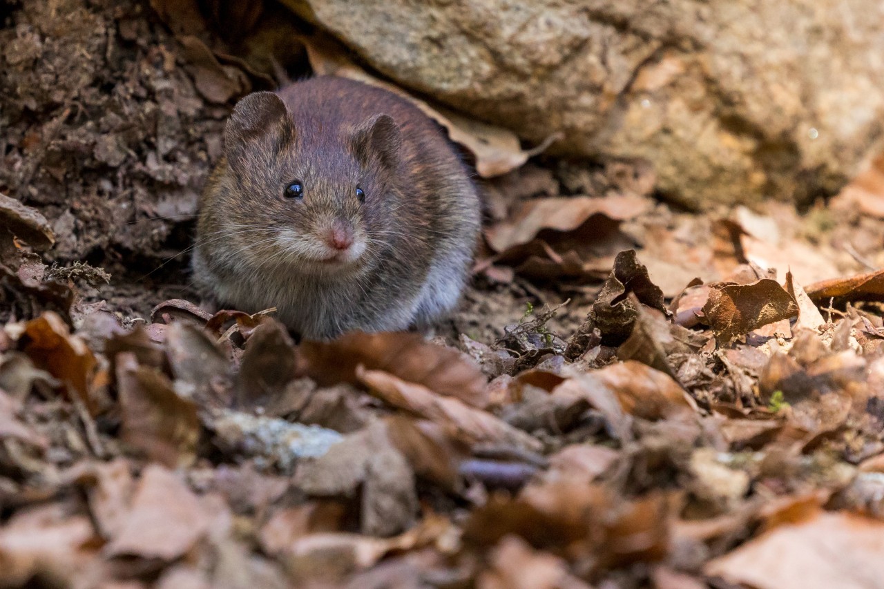 Rat Lungworm